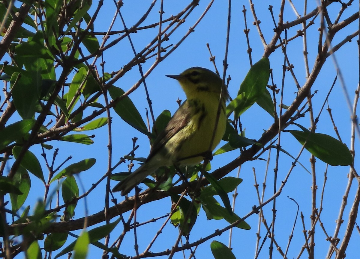 Prairie Warbler - ML628123172