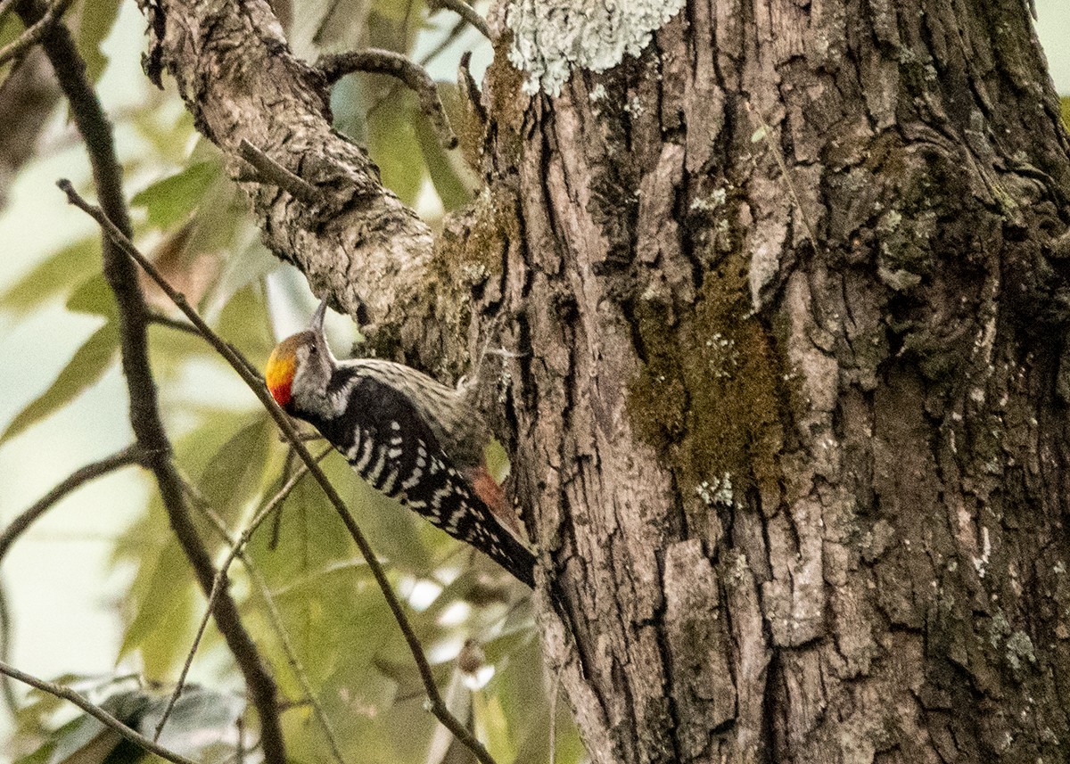 Brown-fronted Woodpecker - ML628123280