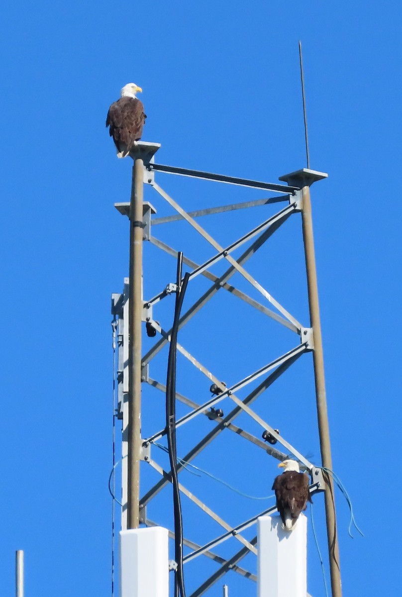 Bald Eagle - ML628123518