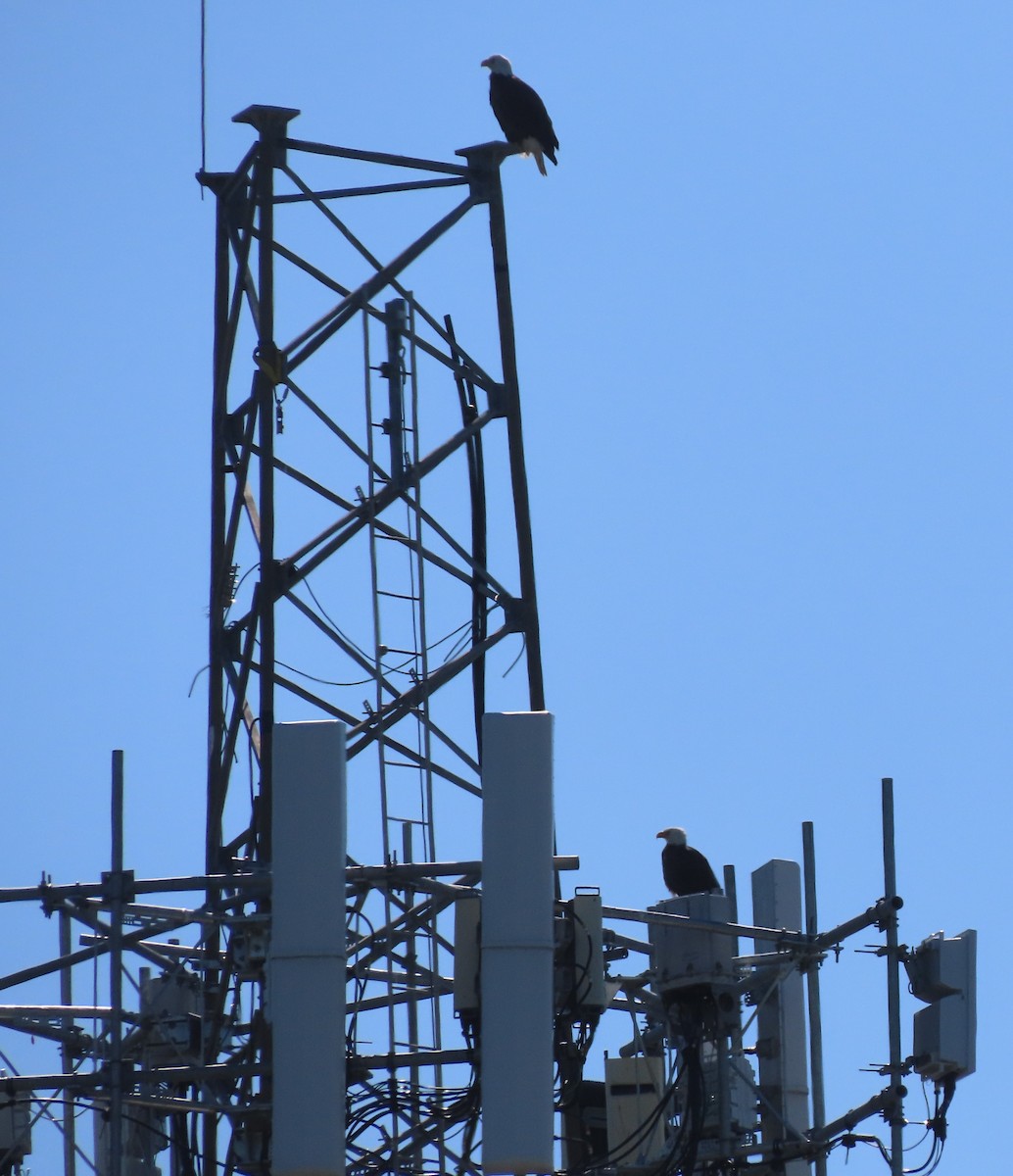 Bald Eagle - ML628123519