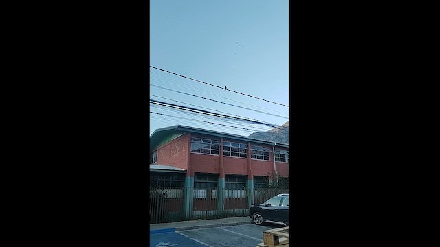 ナキコウウチョウ - ML628123642