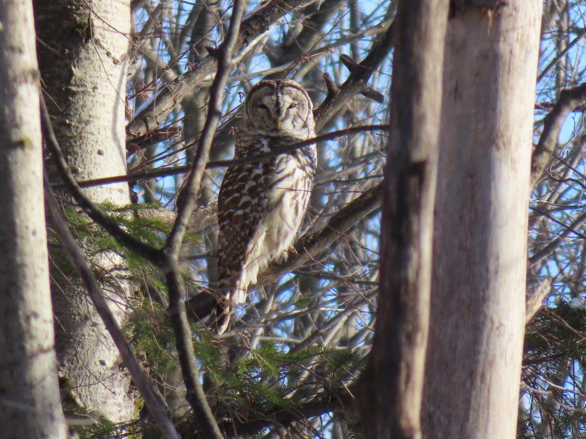 Barred Owl - ML628123643