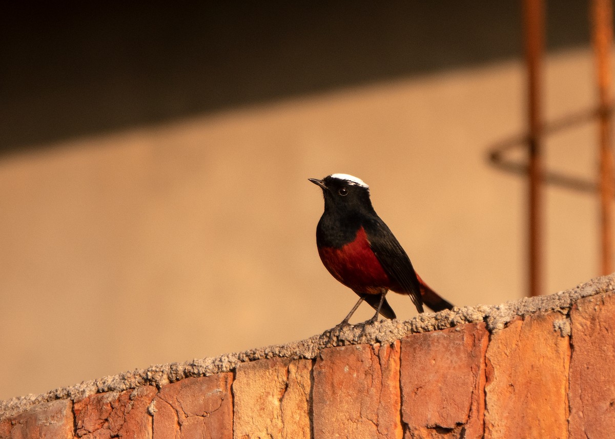 White-capped Redstart - ML628123646