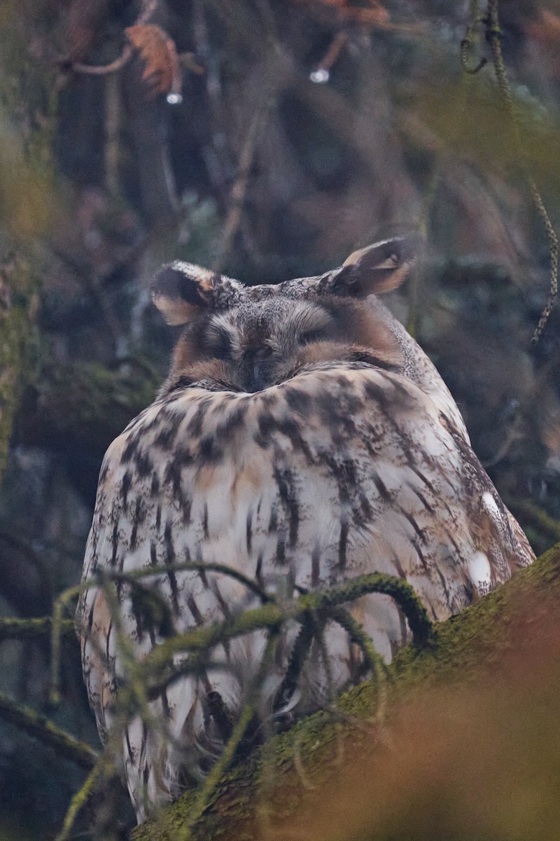 Long-eared Owl - ML628123710