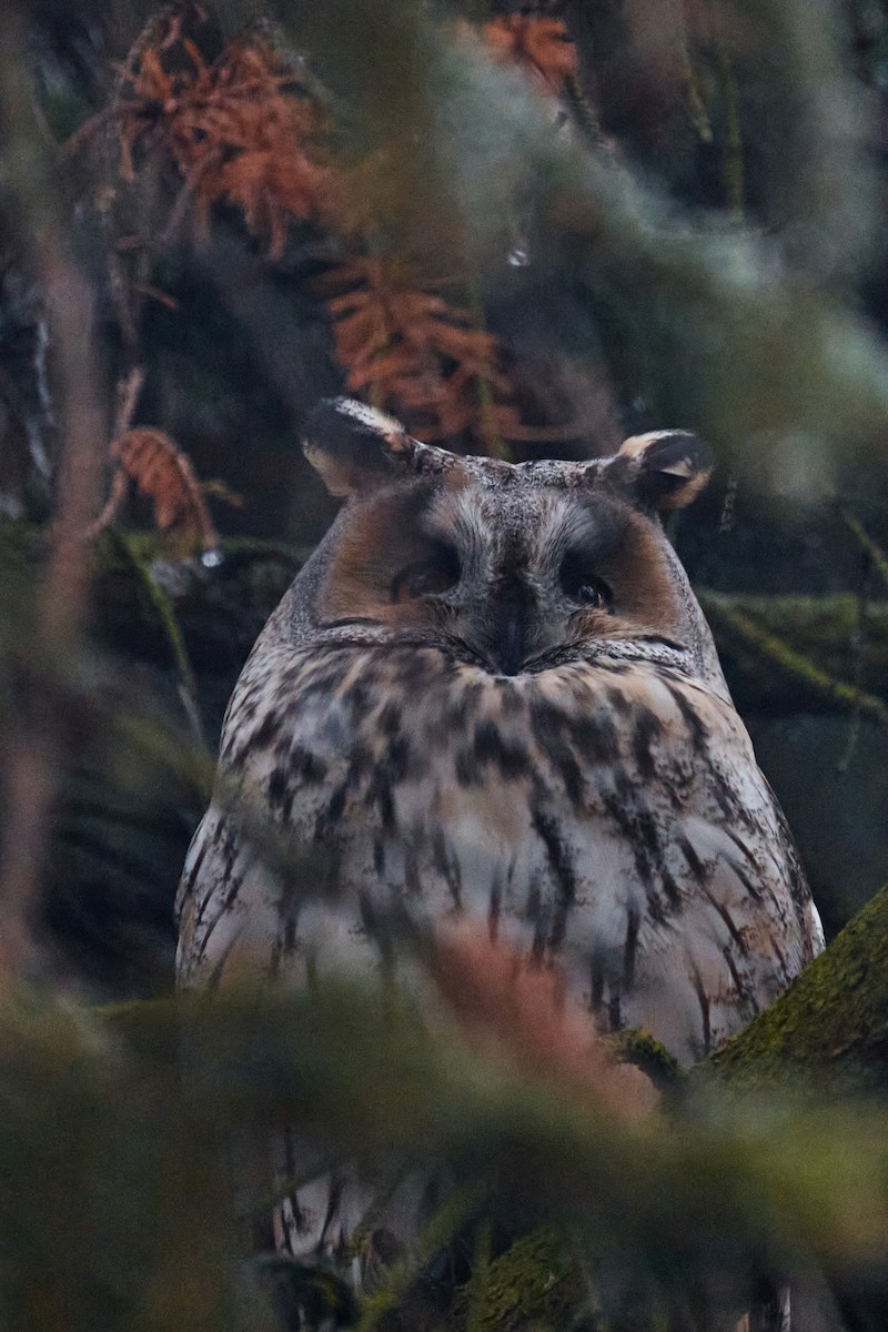 Long-eared Owl - ML628123756