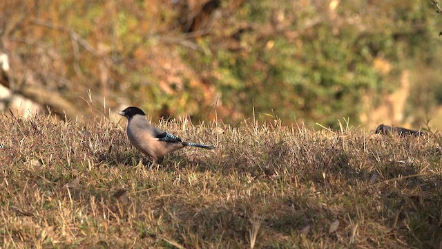 Black-headed Jay - ML628123938