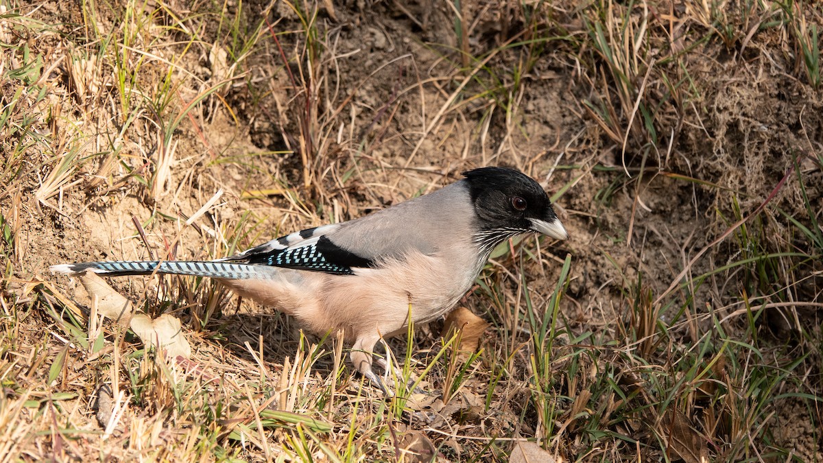 Black-headed Jay - ML628123965