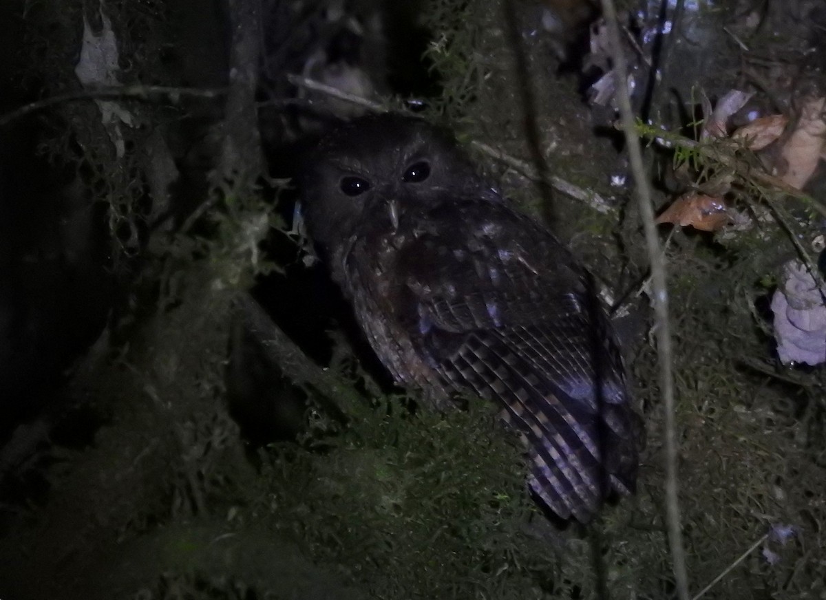 Rufescent Screech-Owl (Colombian) - ML628124115