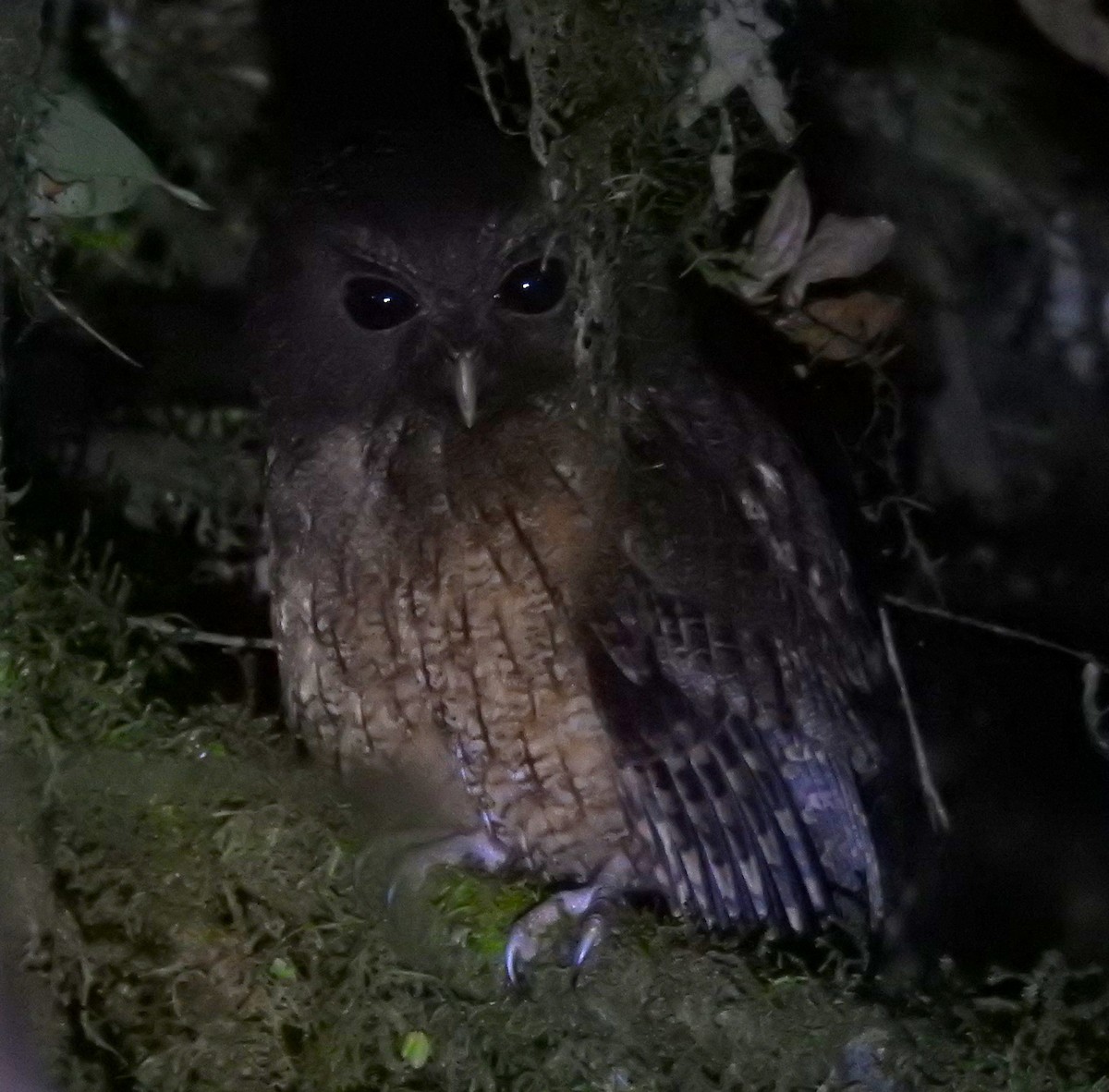 Rufescent Screech-Owl (Colombian) - ML628124116
