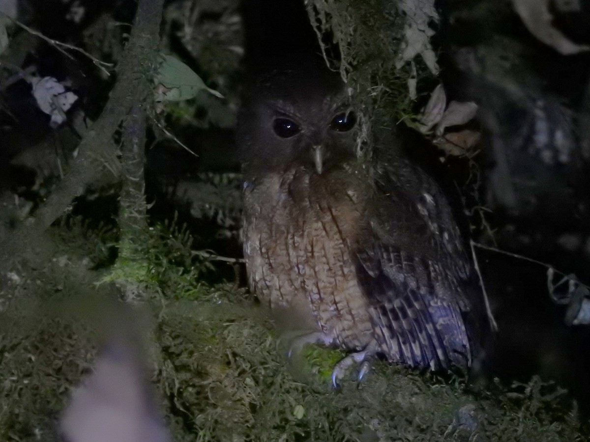 Rufescent Screech-Owl (Colombian) - ML628124117
