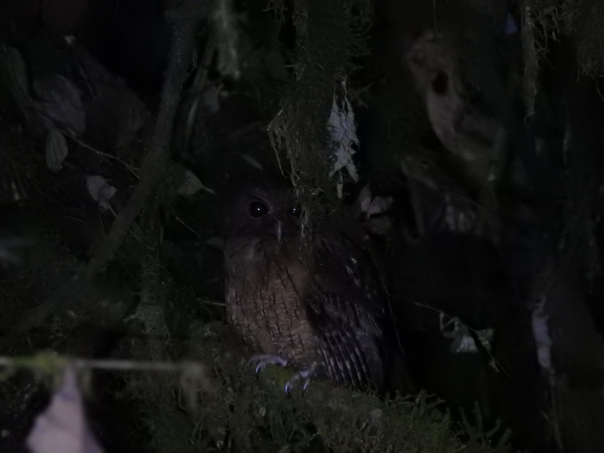Rufescent Screech-Owl (Colombian) - ML628124119