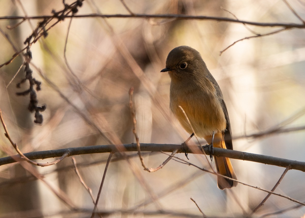 Blue-fronted Redstart - ML628124298