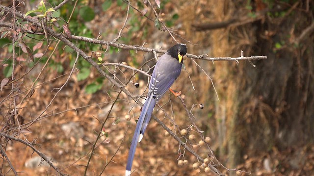 Yellow-billed Blue-Magpie - ML628124342