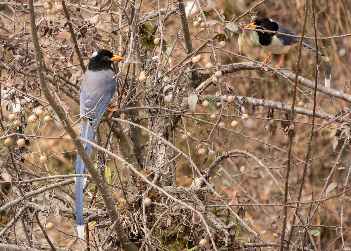 Yellow-billed Blue-Magpie - ML628124419