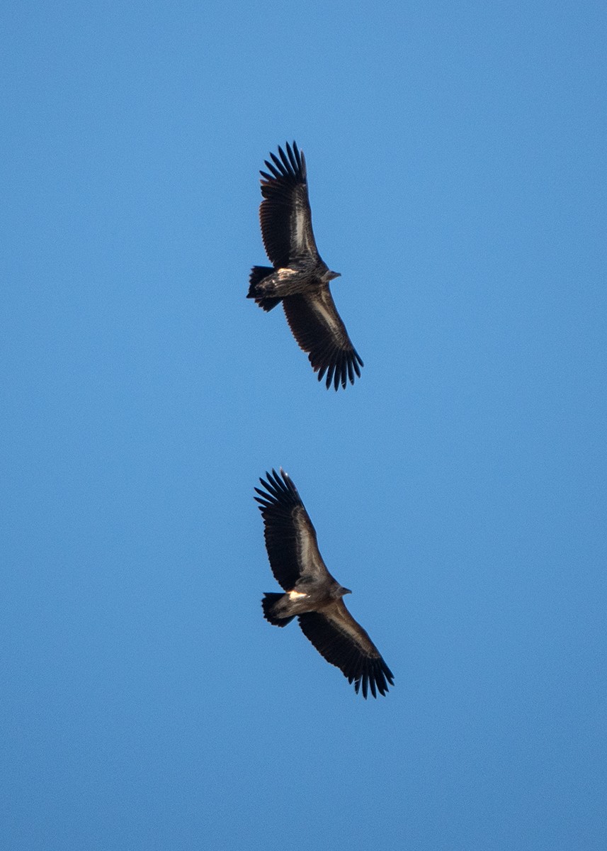 Himalayan Griffon - ML628124434