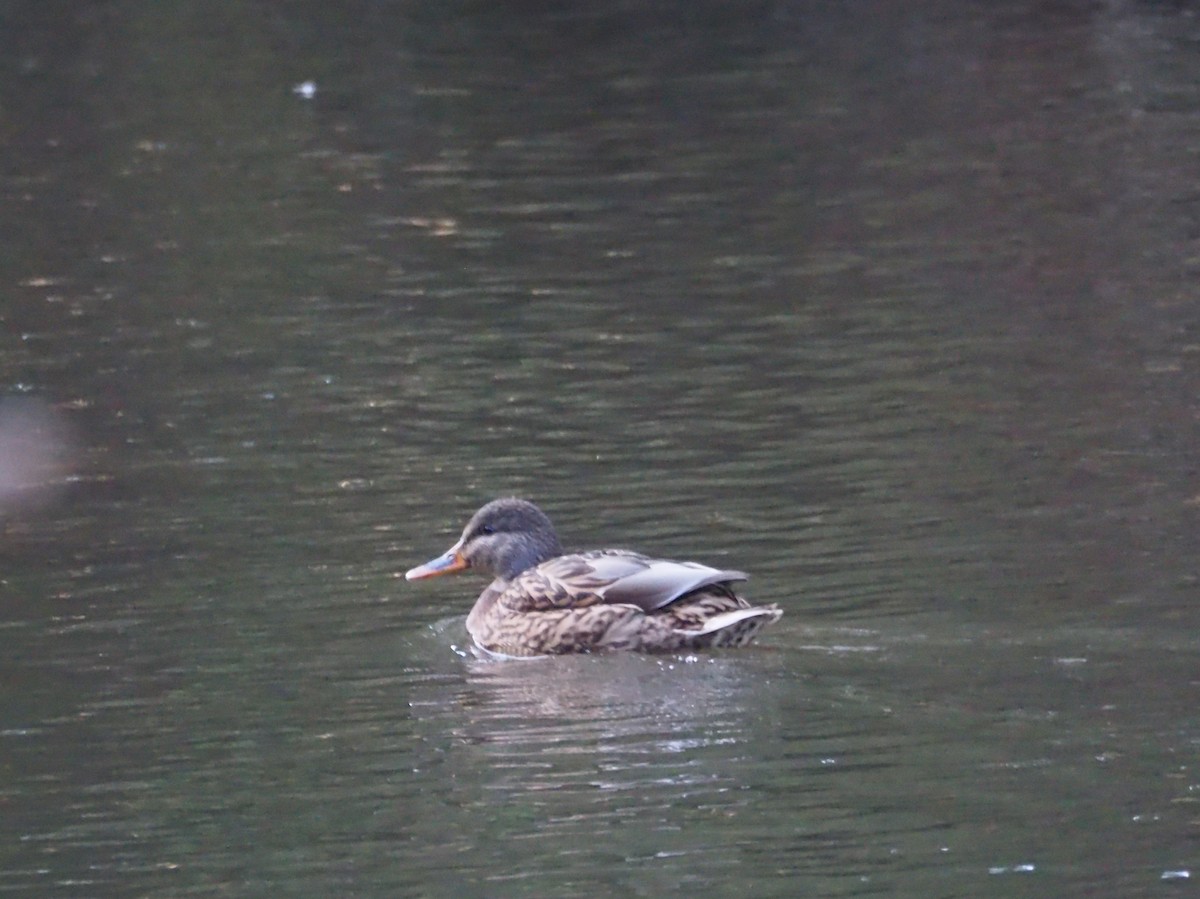 Mallard - ML628124634