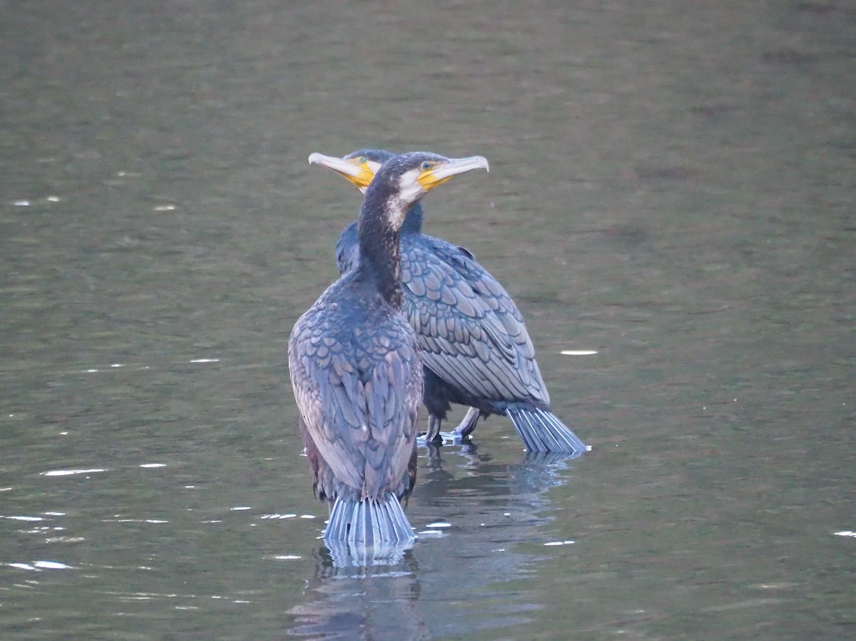 Great Cormorant - ML628124635