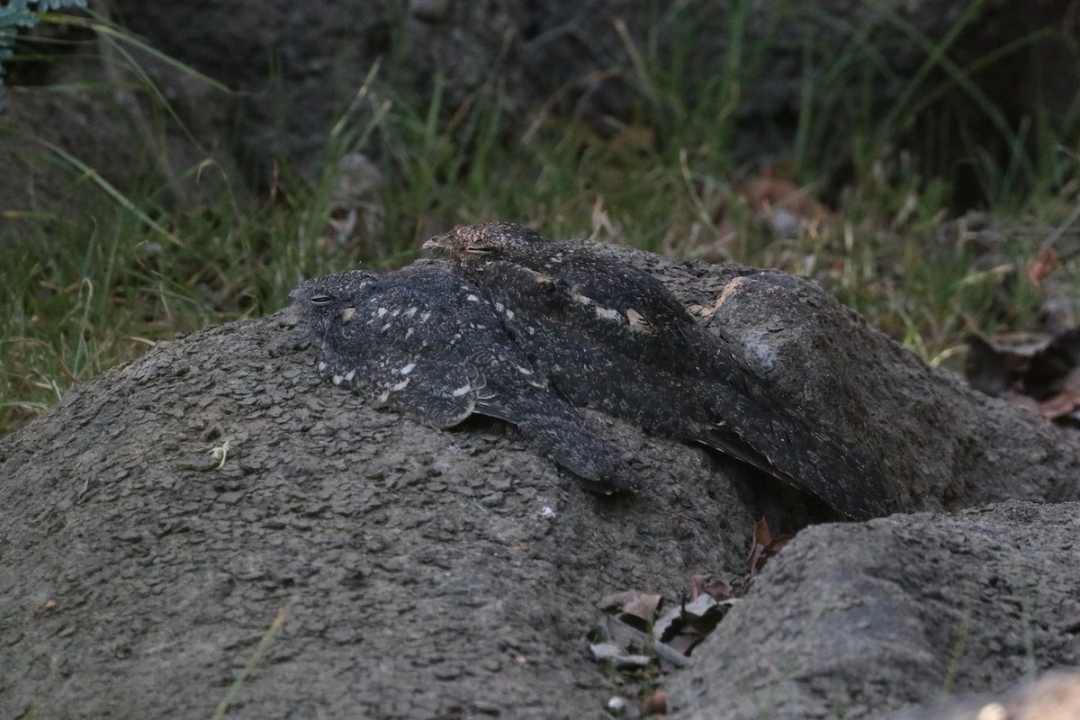 Freckled Nightjar - ML628124689