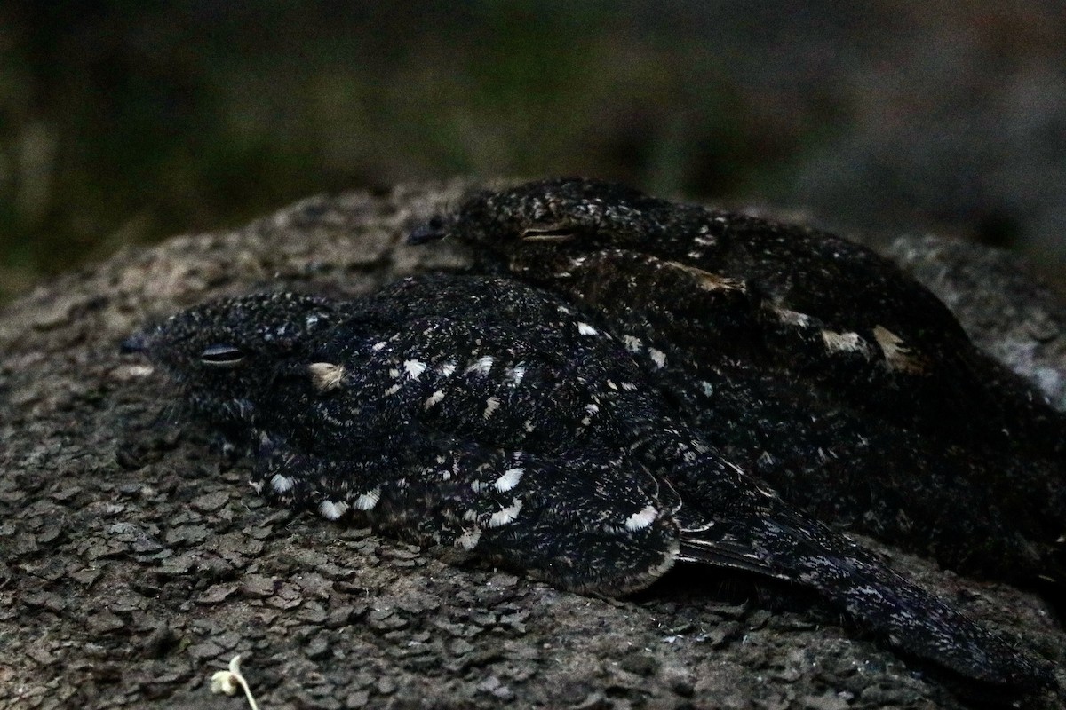 Freckled Nightjar - ML628124690