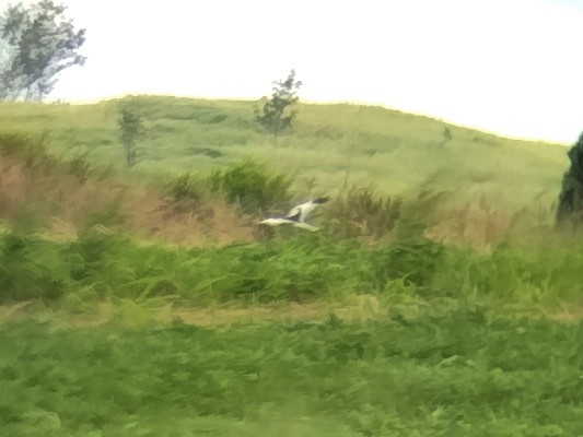Pied Harrier - ML628124701