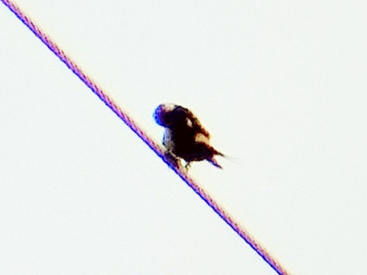 Enara ipurgorri ekialdetarra - ML628124723