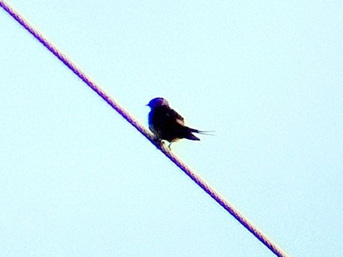 Enara ipurgorri ekialdetarra - ML628124724