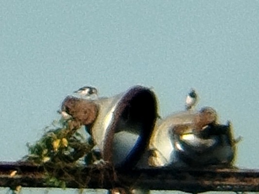 Siamese Pied Starling - ML628124733