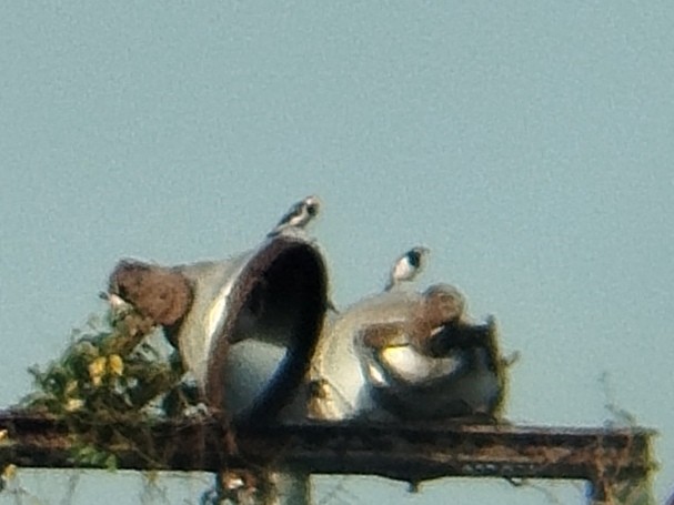 Siamese Pied Starling - ML628124734