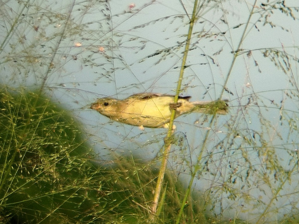 Plain-backed Sparrow - ML628124742