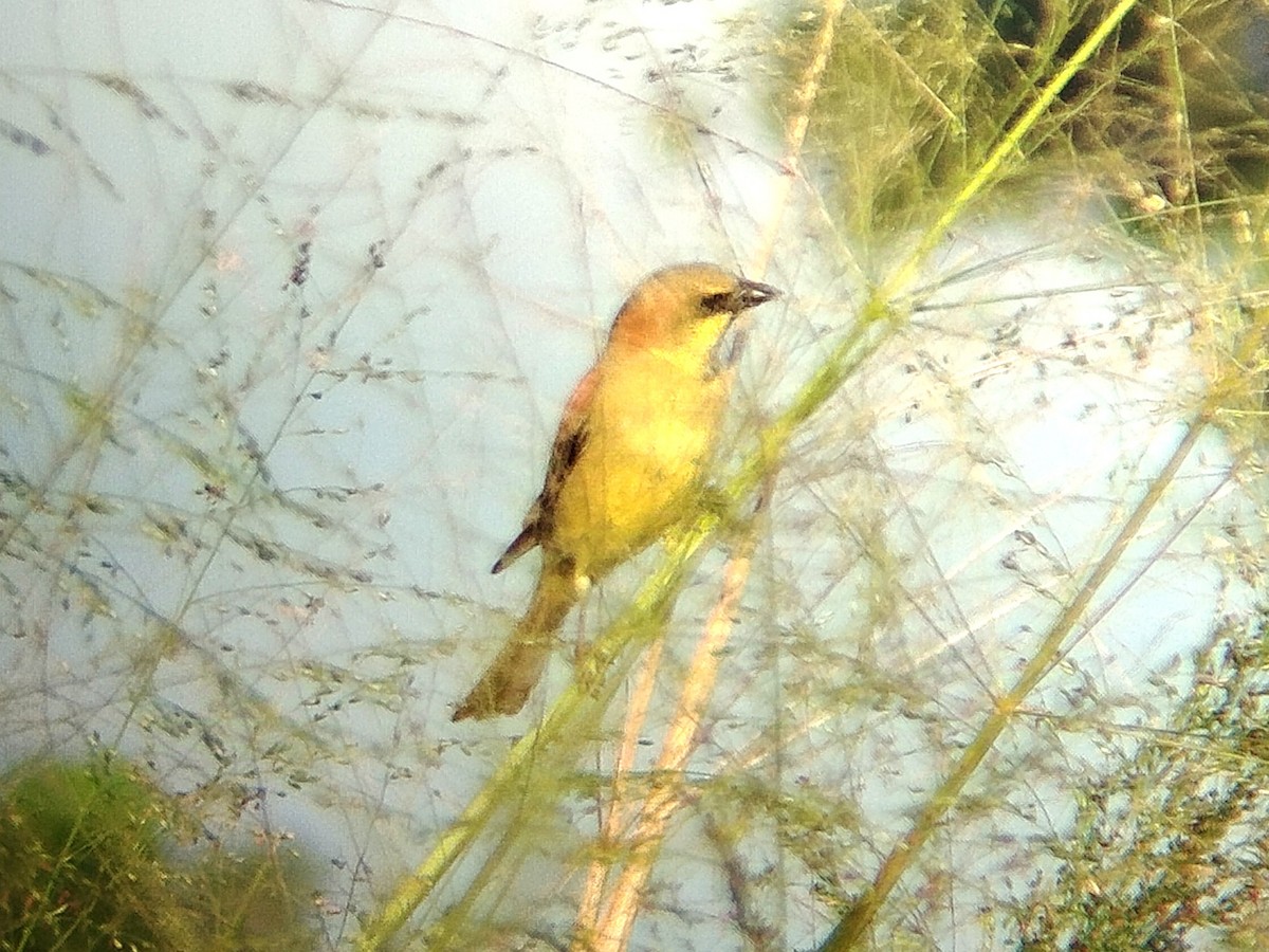 Plain-backed Sparrow - ML628124743