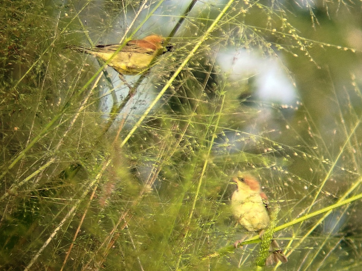 Plain-backed Sparrow - ML628124744