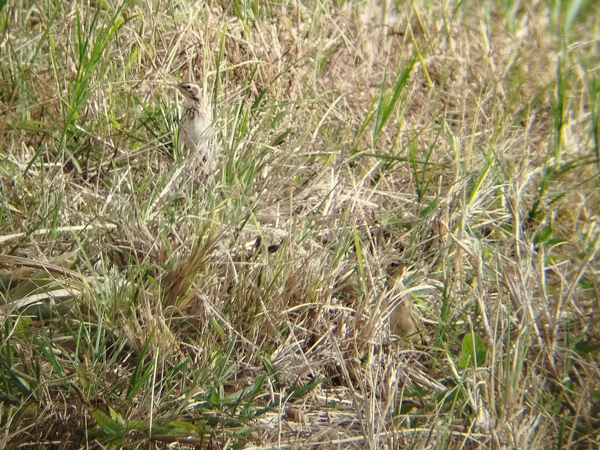 Txirta ekialdetarra - ML628124756