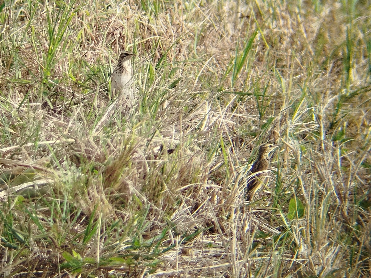 Txirta ekialdetarra - ML628124757