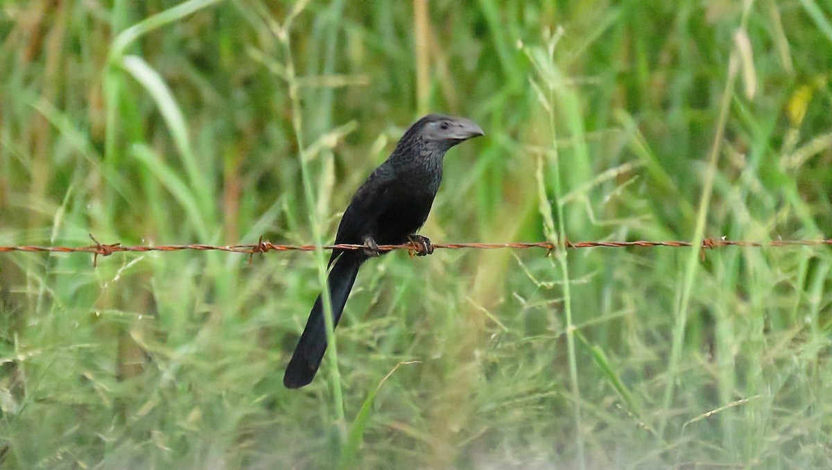 Groove-billed Ani - ML628124774