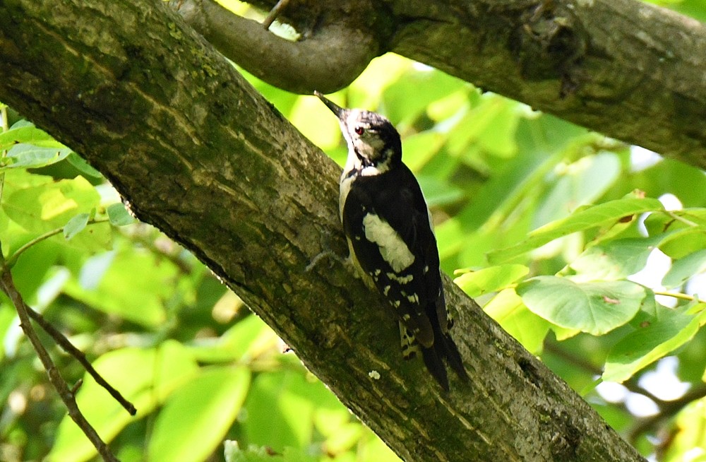 Himalayan Woodpecker - ML628124873