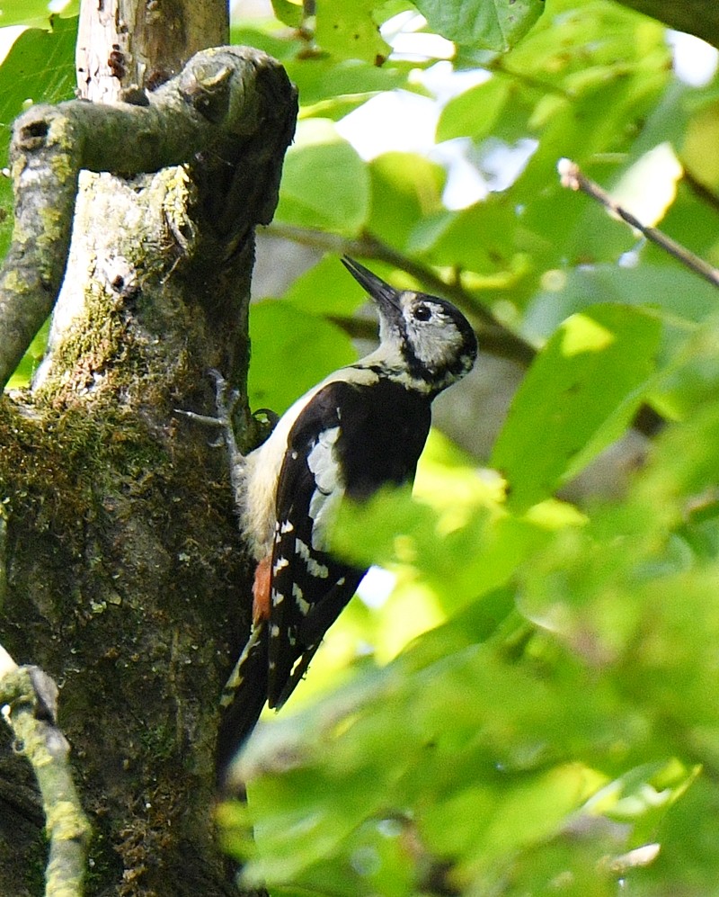 Himalayan Woodpecker - ML628124874