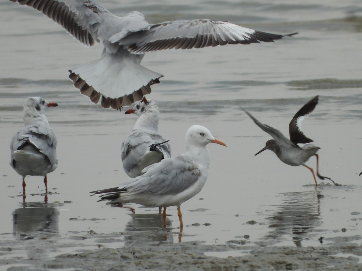 racek tenkozobý - ML628124880