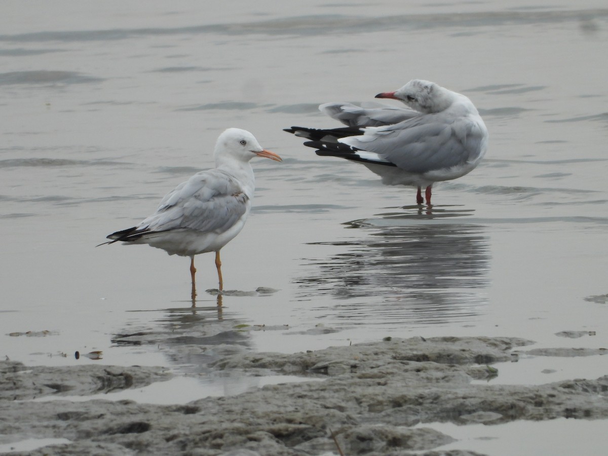 racek tenkozobý - ML628124883