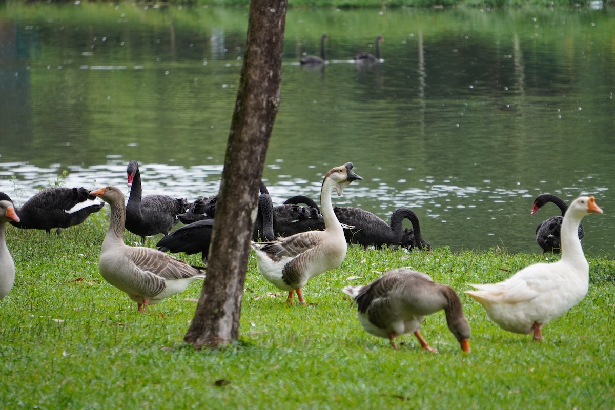 Black Swan - ML628124978