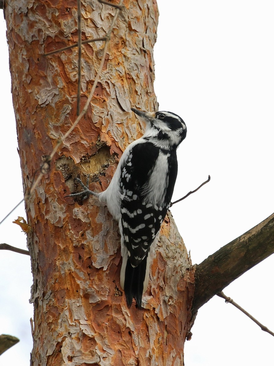 Hairy Woodpecker (Eastern) - ML628125094