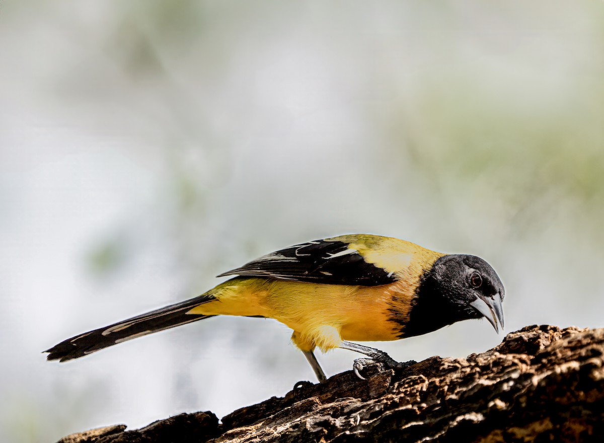Audubon's Oriole - ML628125127
