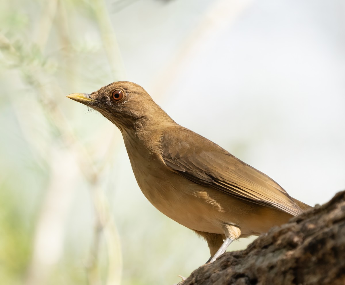 Clay-colored Thrush - ML628125140