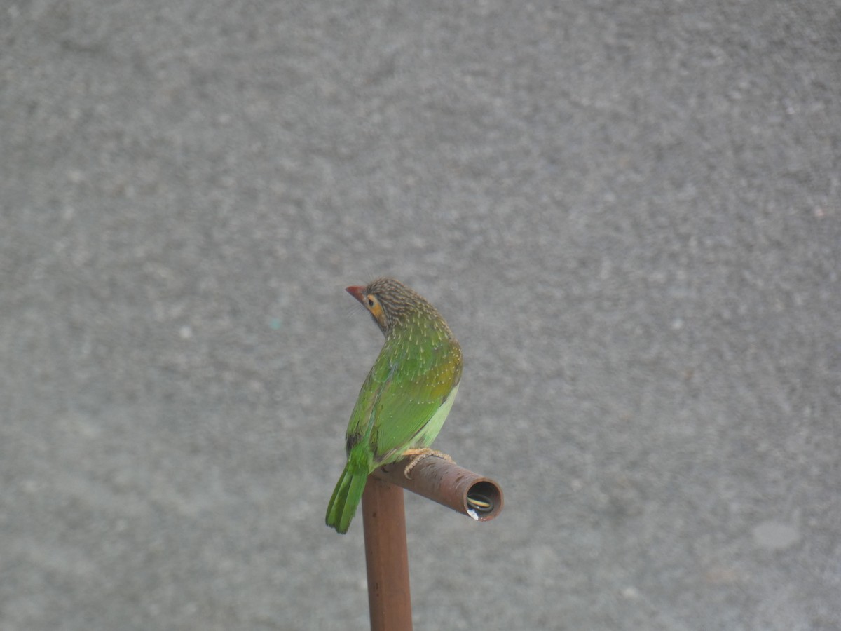 Brown-headed Barbet - ML628125196