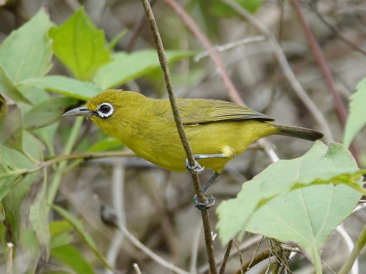 Lemon-bellied White-eye - ML628125238