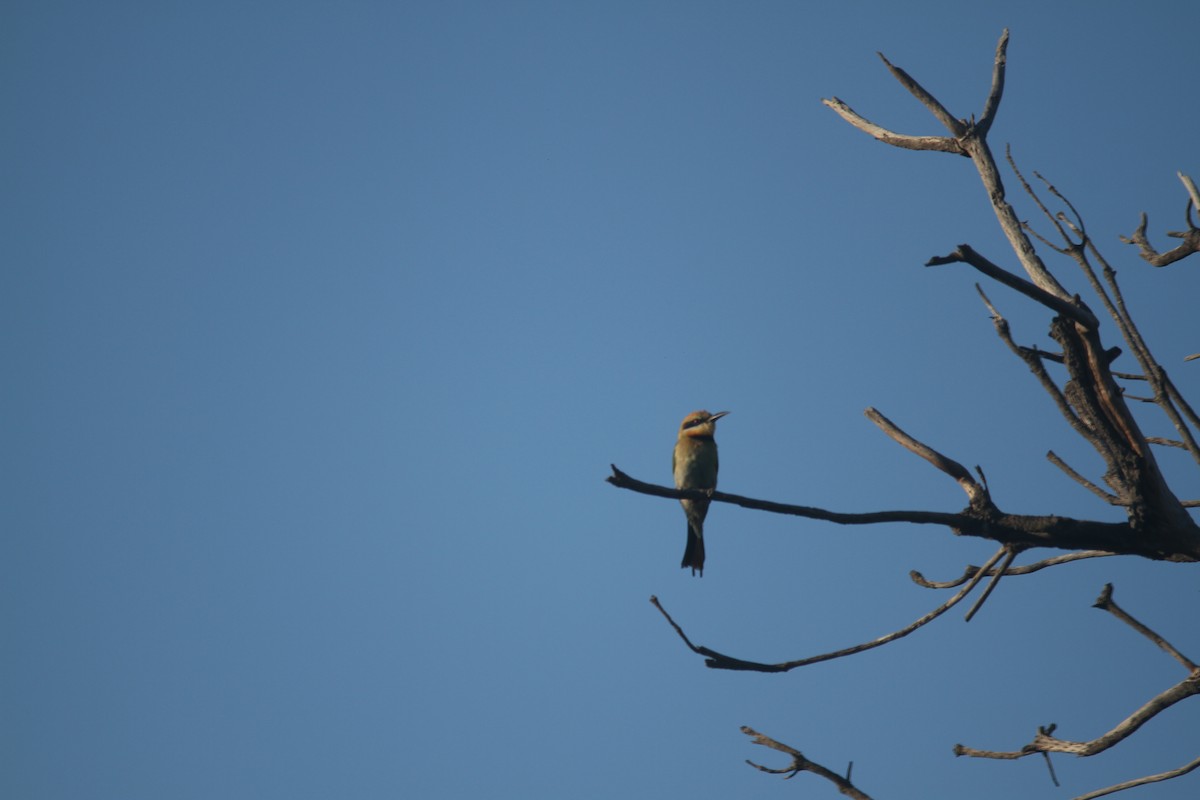 Rainbow Bee-eater - ML628125246