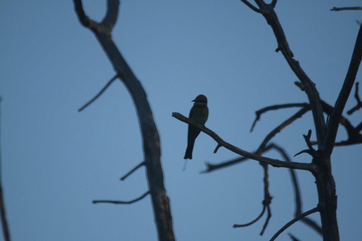 Rainbow Bee-eater - ML628125247