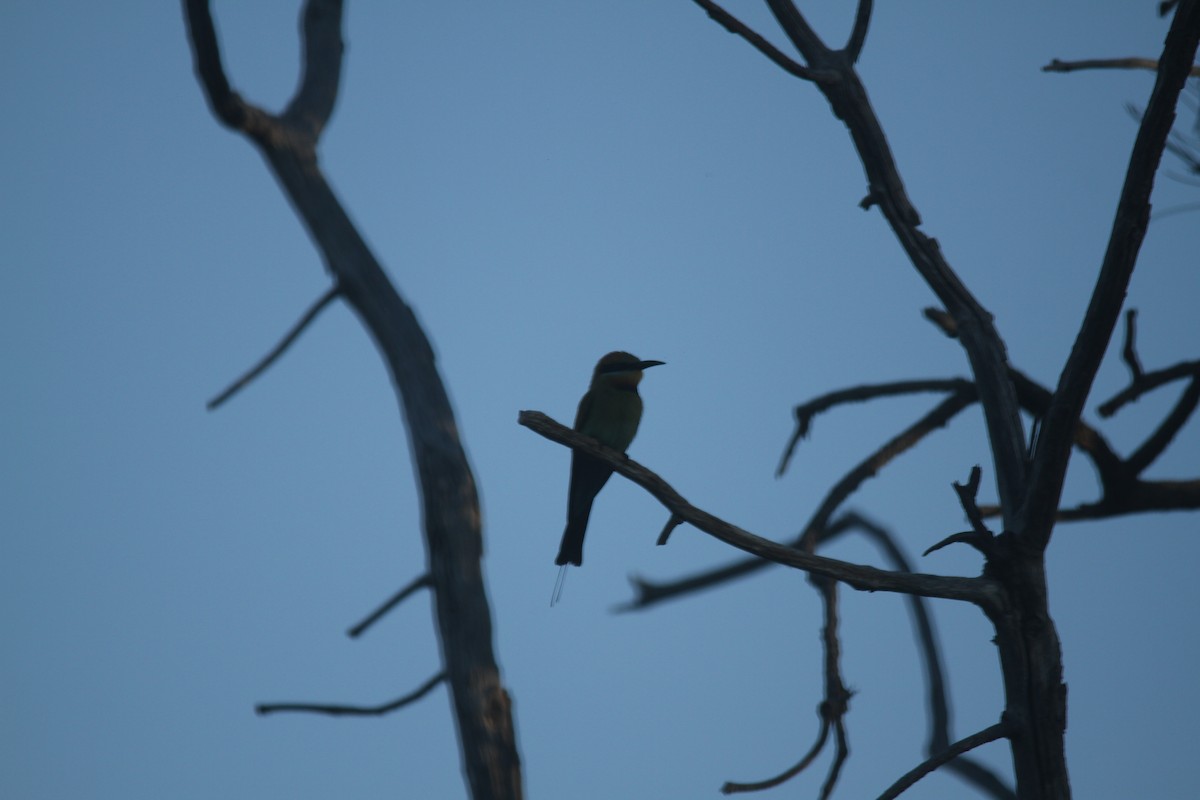 Rainbow Bee-eater - ML628125248