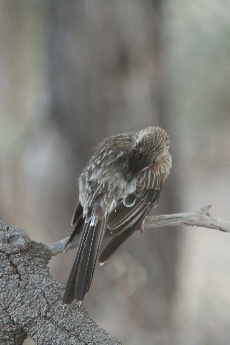 Red Wattlebird - ML628125254