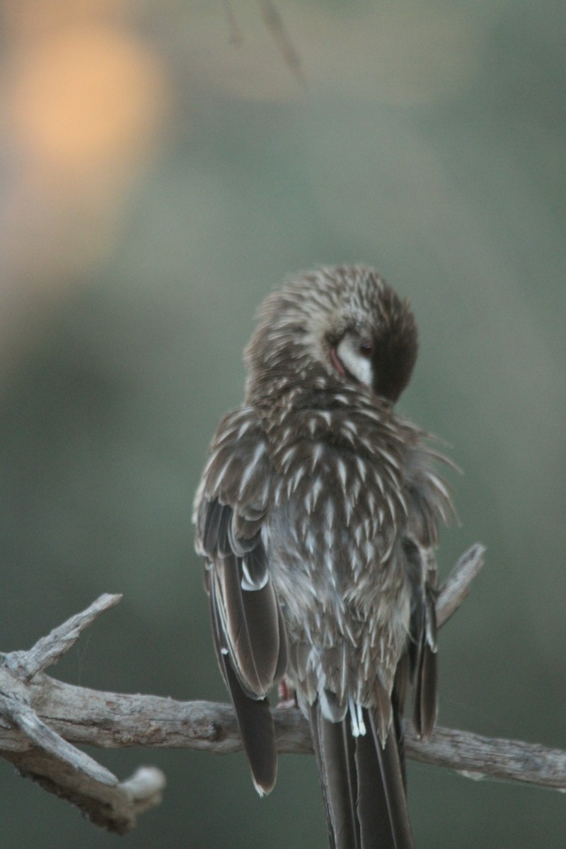 Red Wattlebird - ML628125255