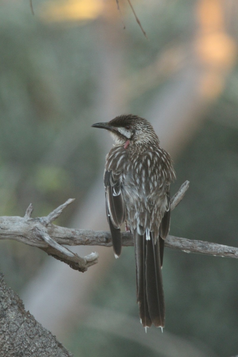 Red Wattlebird - ML628125257